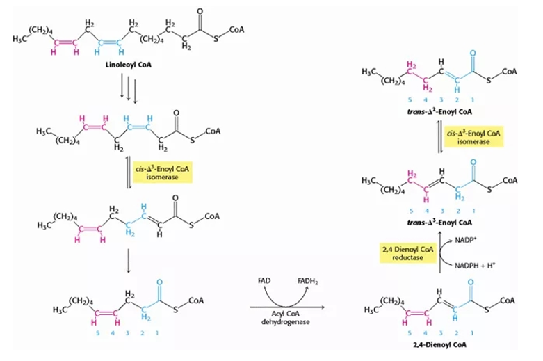 Total TRANS-fatty acid Analysis Service